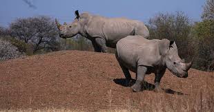 South Africa Marks Progress in Rhino Conservation Amid Ongoing Poaching Threats 